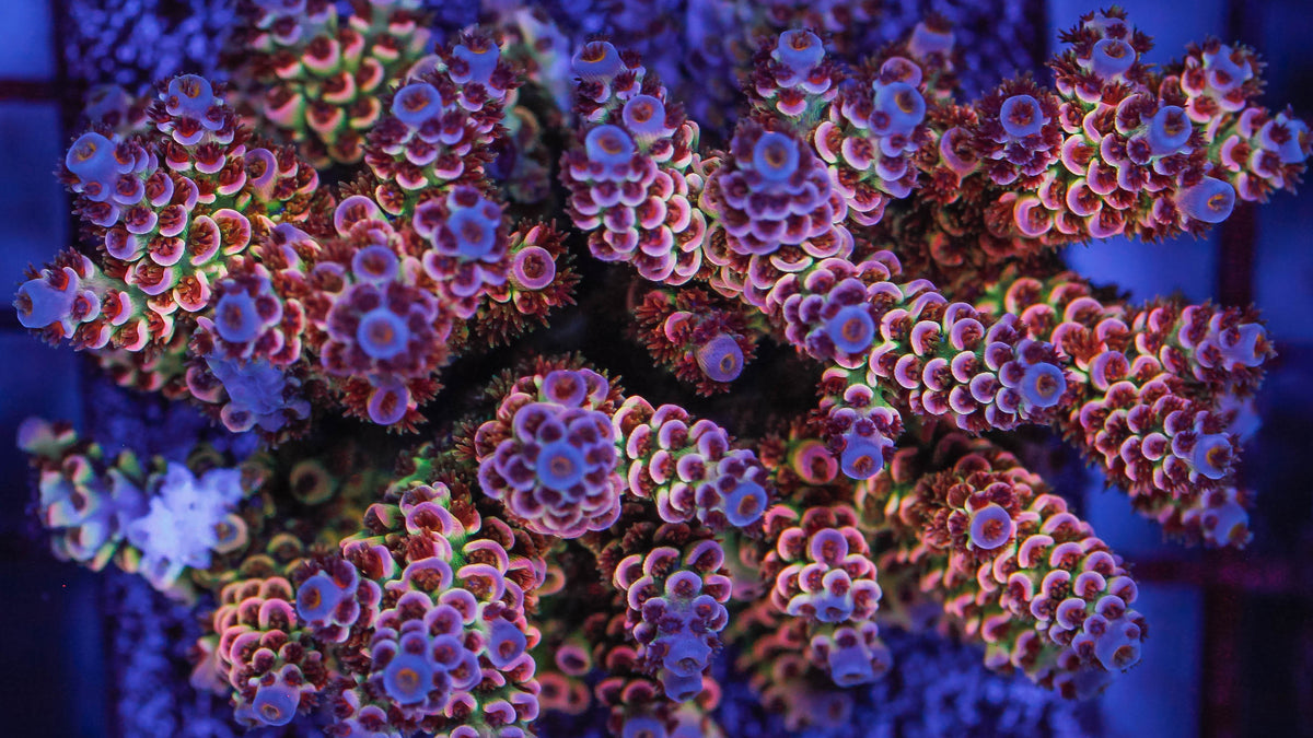 Reef Synergy Ltd