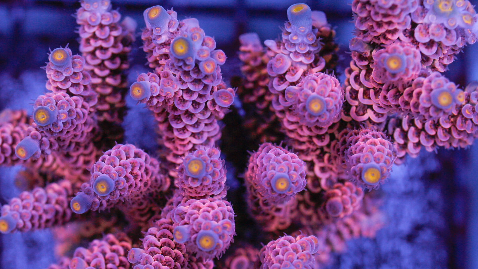 Coral Reef - Reef Synergy Ltd